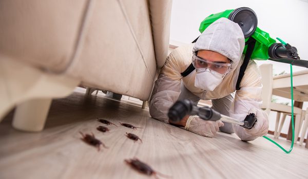 Why You Should Have Regular Checks From Pest Control In Melbourne